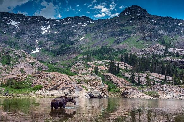 Young bull moose wading in Lake Lilian-Wasatch Mountains near Lake Blanche